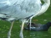 héron tirait langue