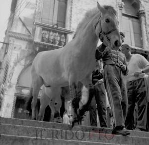 Le Circo Togni à Venezia, le 19 juillet 1954