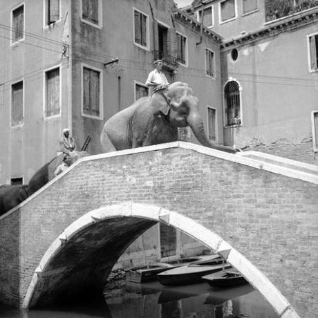 Le Circo Togni à Venise