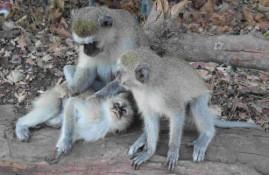 DU 13 AU 15 MAI 13 VICTORIA FALLS (14)