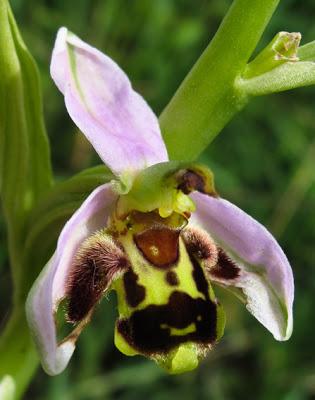 Variation sur Ophrys apifera (4) : hybride