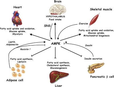 L’AMPK est-elle médiatrice des effets métaboliques des médicaments à base de salicylate ?