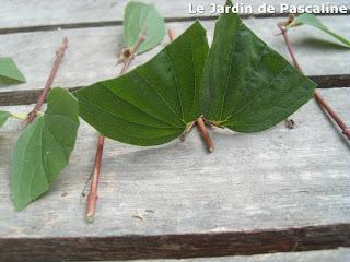 Bouturer le Seringat