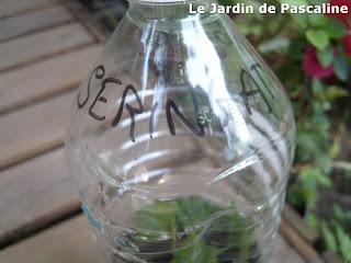 Bouturer le Seringat