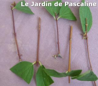 Bouturer le Seringat