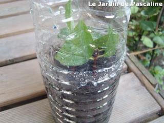 Bouturer le Seringat