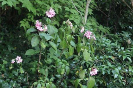 2 salsa 19 juillet 2013 002.jpg