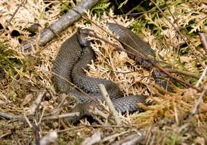 Par les beaux soirs d’été, en liberté sur les sentiers forestiers…