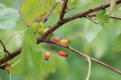 7 ribes fasciculatum romi 3 juillet 017.jpg