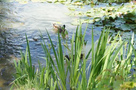945.Promenades Parisiennes #5