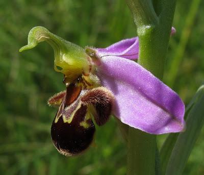 Pour en finir avec Ophrys apifera