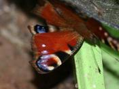 petit nouveau, Tristan