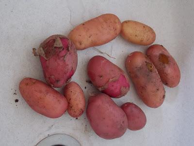 Pailler les pommes de terre : avantages et inconvénient