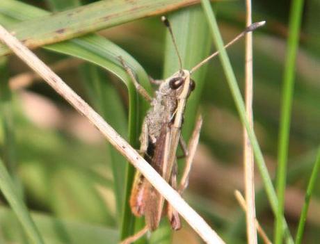 criquet romi 9 août 072.jpg