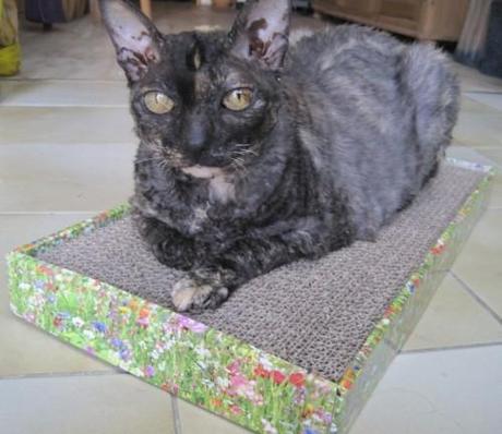 Copie de IMG_5256.JPG