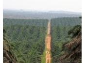 foncier nationalité socles division Côte d’Ivoire