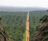 Du foncier à la nationalité : les socles de la division en Côte d’Ivoire Du foncier à la nationalité : les socles de la division en Côte d’Ivoire