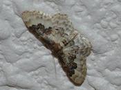 Attirés lumière, papillons entrent dans maison...