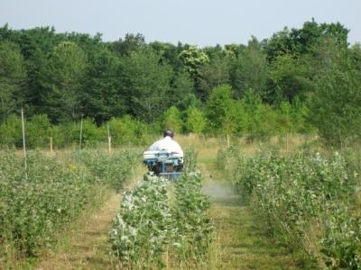 Les peupliers OGM ont été dévitalisés peupliers,bois,foret,inra,sciences,ogm