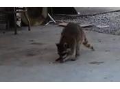 raton laveur voleur croquettes pour chats
