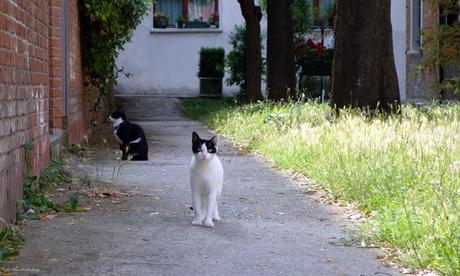 Giudecca : les petits chats du campo de la Sponza
