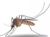 transpiration attire moustique