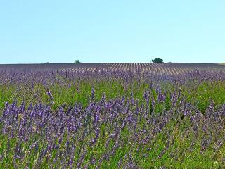 La magie des lavandes : suite...