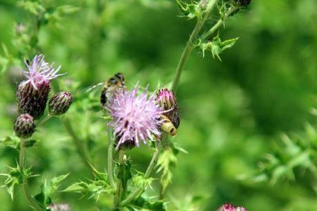 chardon romi 5 juillet 2013 048 (1).jpg