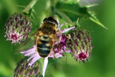 syrphe 1  ret chardon romi 5 juillet 2013 048 (5).jpg