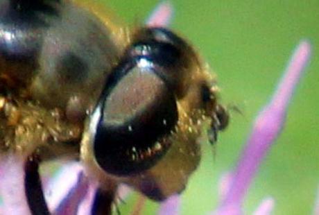 syrphe tête chardon romi 5 juillet 2013 048 (2).jpg