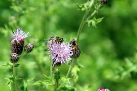 chardon romi 5 juillet 2013 048 (2).jpg