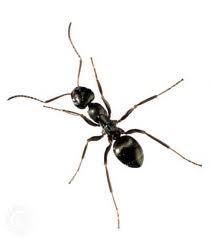 se débarrasser des fourmis