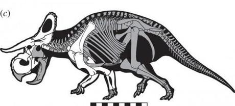 Nasutoceratops-squelette1_thumb.jpg