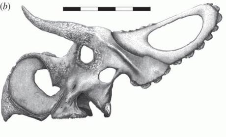 Nasutoceratops-crane_thumb.gif