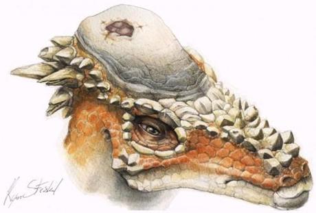 Pachycephalosaurus-blessure_thumb.jpg