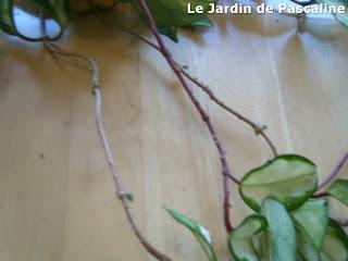 Multiplier le Hoya par marcottage aérien