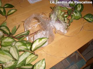 Multiplier le Hoya par marcottage aérien