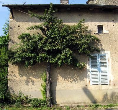 Le Poirier (Pyrus communis) dans les villages meusiens