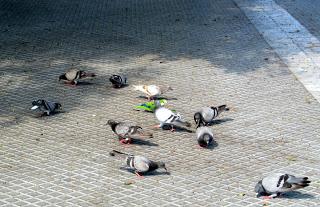 Trouvez l'intrus et une réflexion rapide entre deux trains