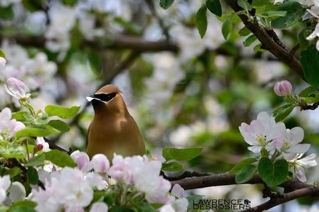 Jaseurs d'Amérique...