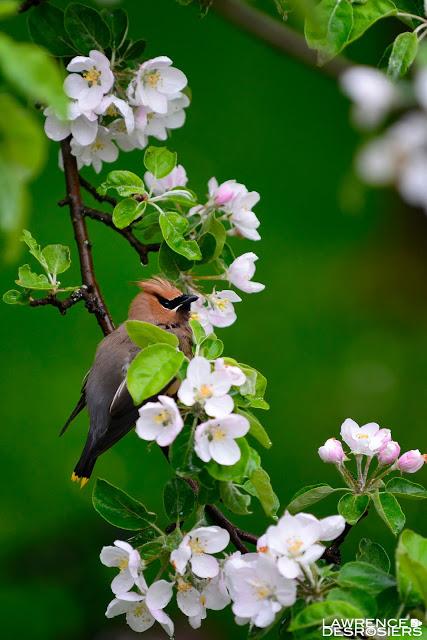Jaseurs d'Amérique...