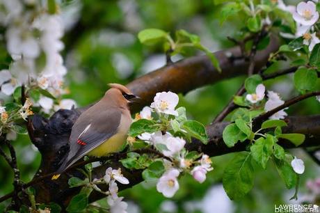 Jaseurs d'Amérique...