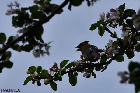 Jaseurs d'Amérique...
