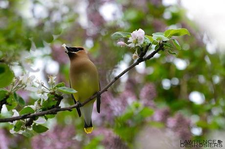 Jaseurs d'Amérique...