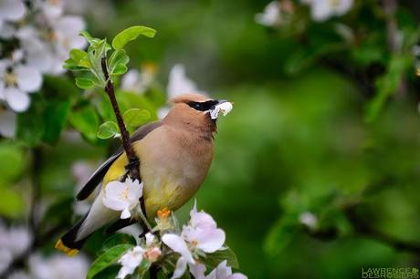 Jaseurs d'Amérique...