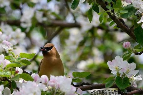 Jaseurs d'Amérique...