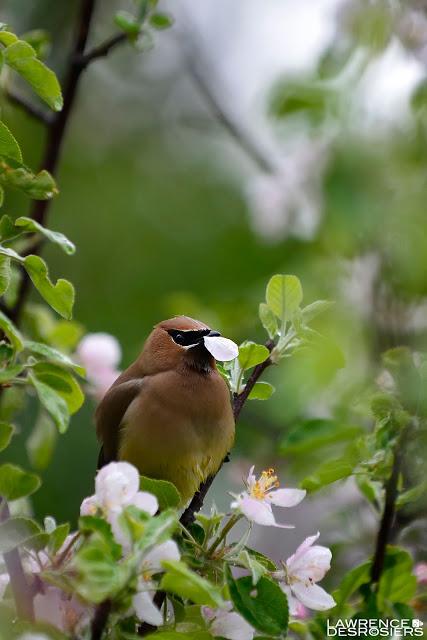 Jaseurs d'Amérique...