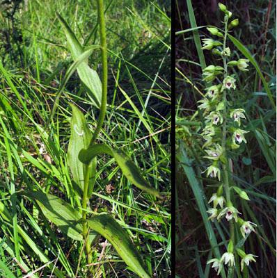Epipactis muelleri (Épipactis de Mueller)