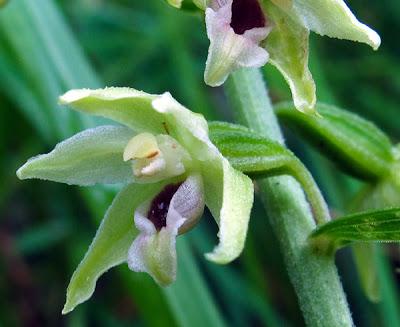 Epipactis muelleri (Épipactis de Mueller)