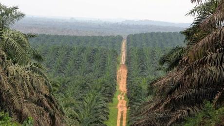 huile-10887974cwvek_1713 Du foncier à la nationalité : les socles de la division en Côte d’Ivoire